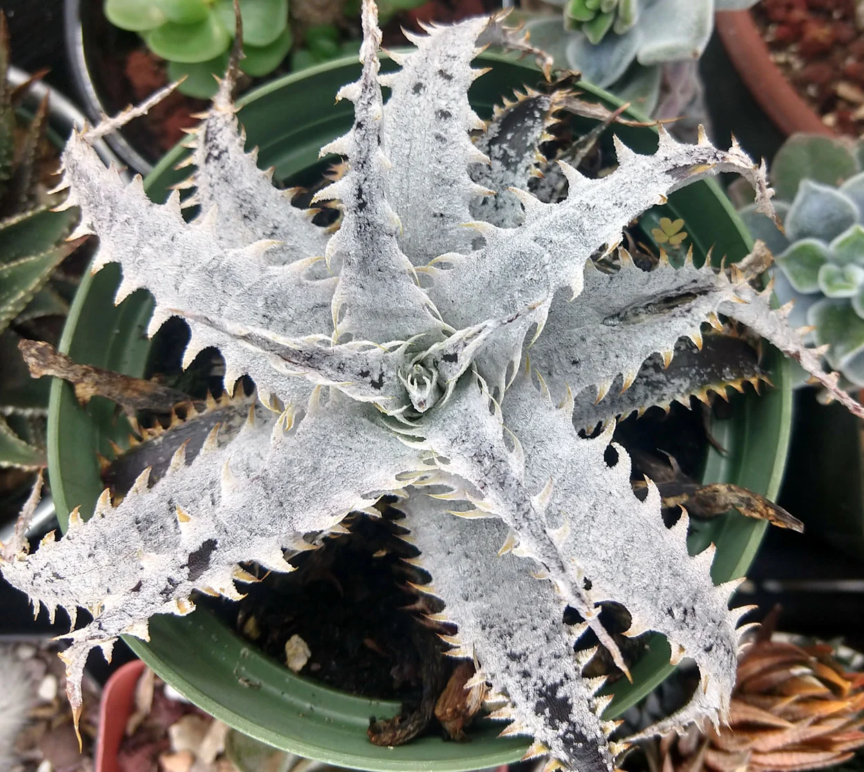 Dyckia Warren Spineless Dyckia Plant Blooming and Care